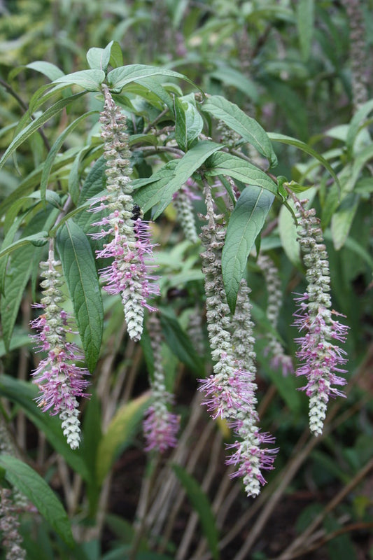 Image of Rostrinucula dependens taken at Juniper Level Botanic Gdn, NC by JLBG