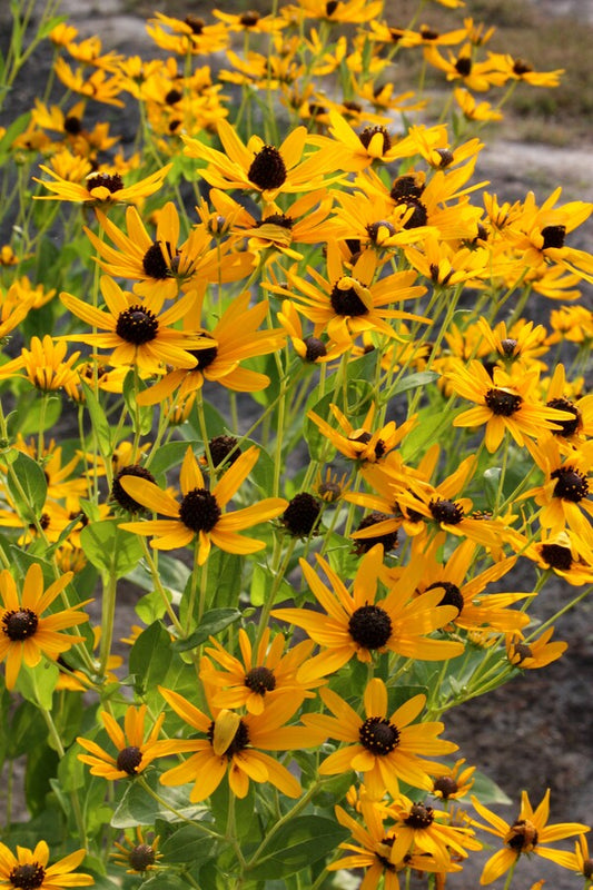Image of Rudbeckia auriculata taken at Juniper Level Botanic Gdn, NC by JLBG