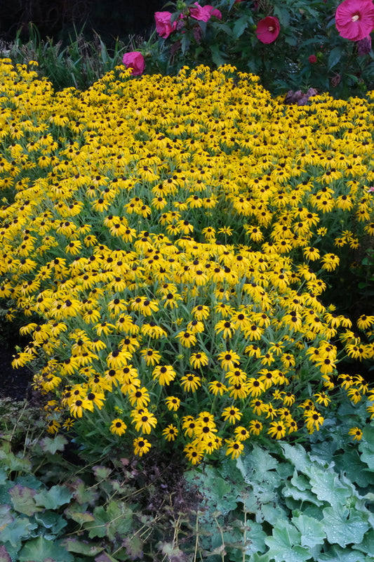 Image of Rudbeckia deamii 'American Gold Rush' PP 28,498 taken at Walters Gardens, MI by JLBG
