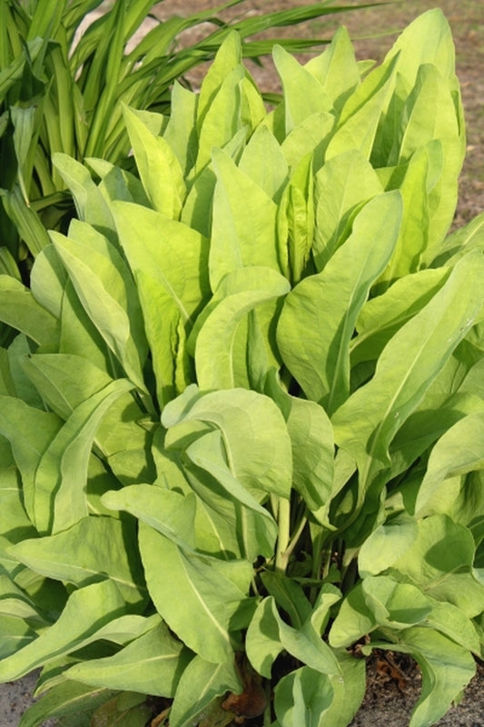 Image of Rudbeckia maxima 'Golda Emanis' taken at Juniper Level Botanic Gdn, NC by JLBG