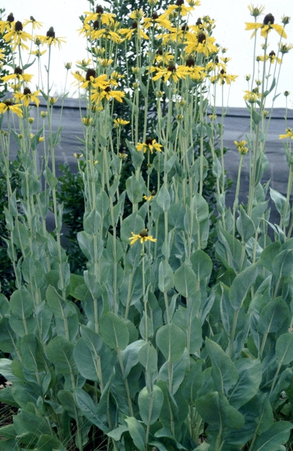 Image of Rudbeckia maxima taken at Juniper Level Botanic Gdn, NC by JLBG