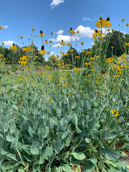 Image of Rudbeckia maxima taken at Juniper Level Botanic Garden, Raleigh NC by Lidia Churakova