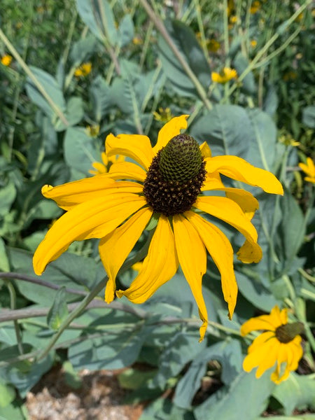 Image of Rudbeckia maxima taken at Juniper Level Botanic Garden, Raleigh NC by Lidia Churakova