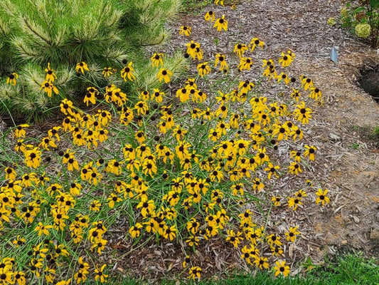 Image of Rudbeckia mohrii 'Panhandler' taken at Juniper Level Botanic Gdn, NC by JLBG