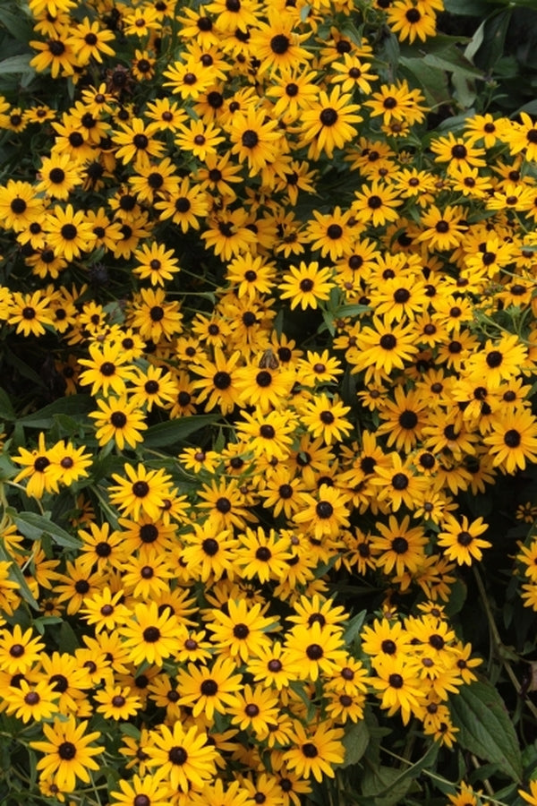 Image of Rudbeckia umbrosa taken at Juniper Level Botanic Gdn, NC by JLBG