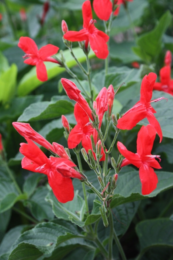 Image of Ruellia elegans 'Ragin' Cajun' taken at Juniper Level Botanic Gdn, NC by JLBG