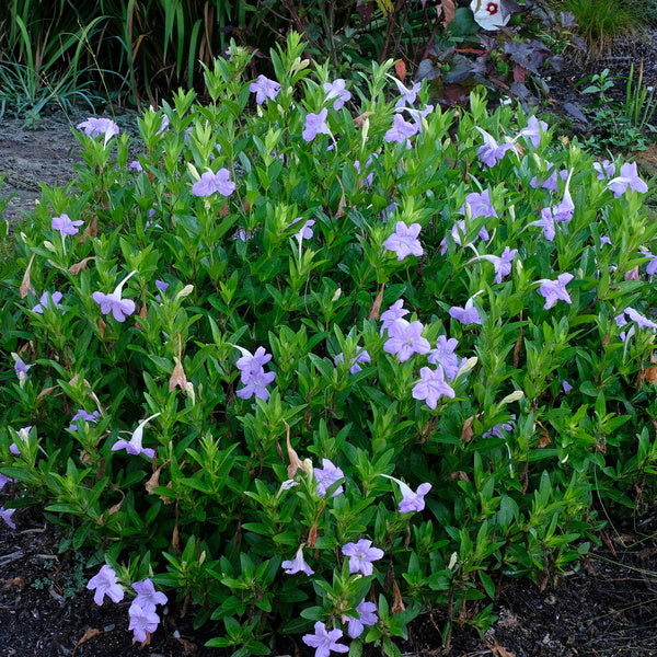 Image of Ruellia sp. 'Humility' taken at Juniper Level Botanic Gdn, NC by JLBG