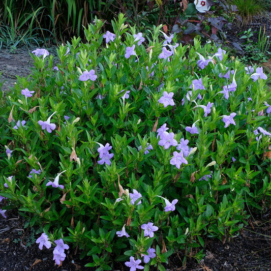 Image of Ruellia sp. 'Humility' taken at Juniper Level Botanic Gdn, NC by JLBG