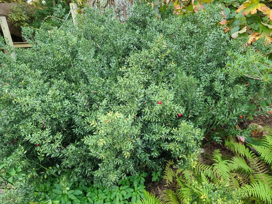 Image of Ruscus aculeatus 'Andre the Giant' taken at Juniper Level Botanic Gdn, NC by JLBG
