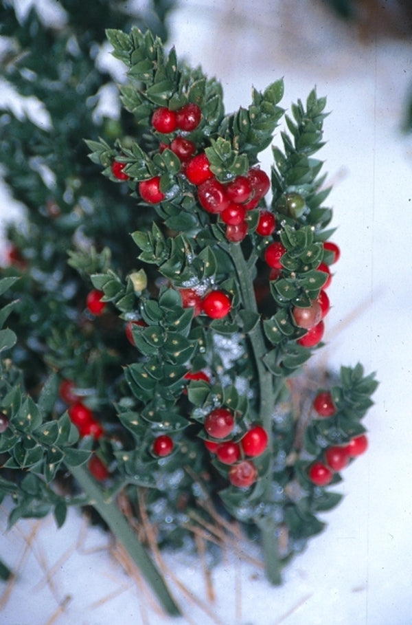 Image of Ruscus aculeatus 'Elizabeth Lawrence' taken at Juniper Level Botanic Gdn, NC by JLBG