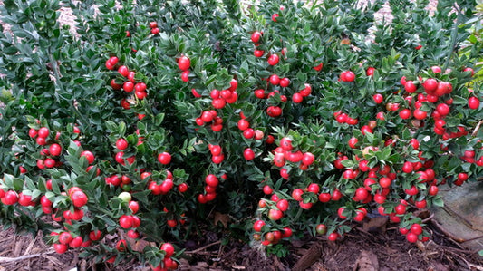 Image of Ruscus aculeatus 'Elizabeth Lawrence' taken at Juniper Level Botanic Gdn, NC by JLBG