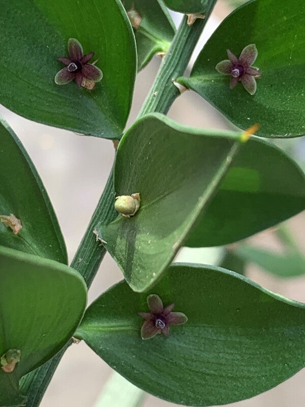 Image of Ruscus aculeatus 'Wheeler's' taken at C. Hardison Garden, NC by C. Hardison