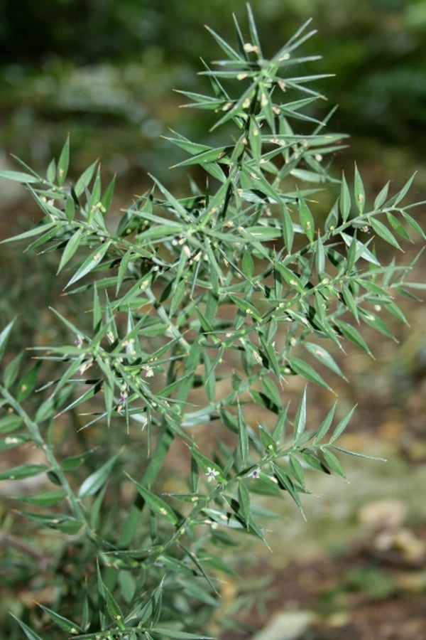 Image of Ruscus aculeatus var. angustifolius 'Chenault' taken at Juniper Level Botanic Gdn, NC by JLBG