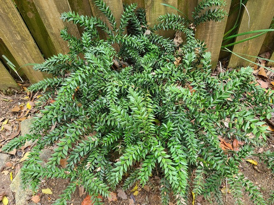 Image of Ruscus hyrcanus taken at Hopeland Gardens, SC by JLBG