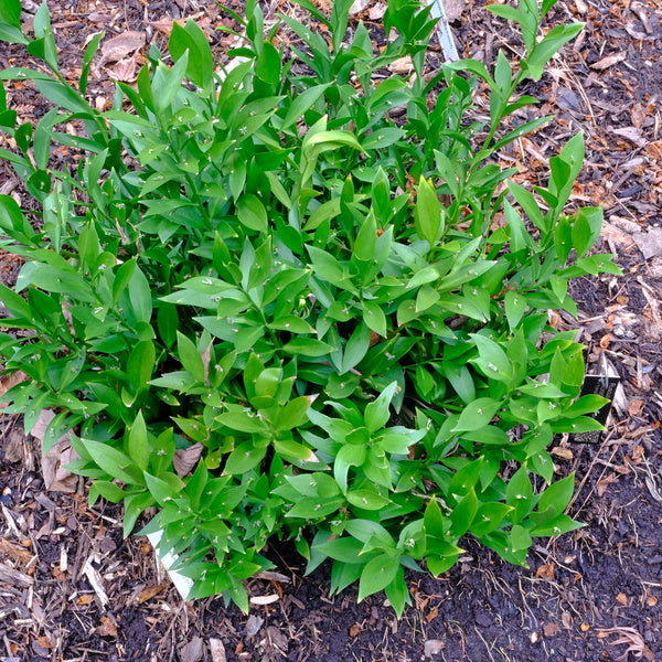 Image of Ruscus x microglossum 'Eco Gardens' taken at Juniper Level Botanic Gdn, NC by JLBG