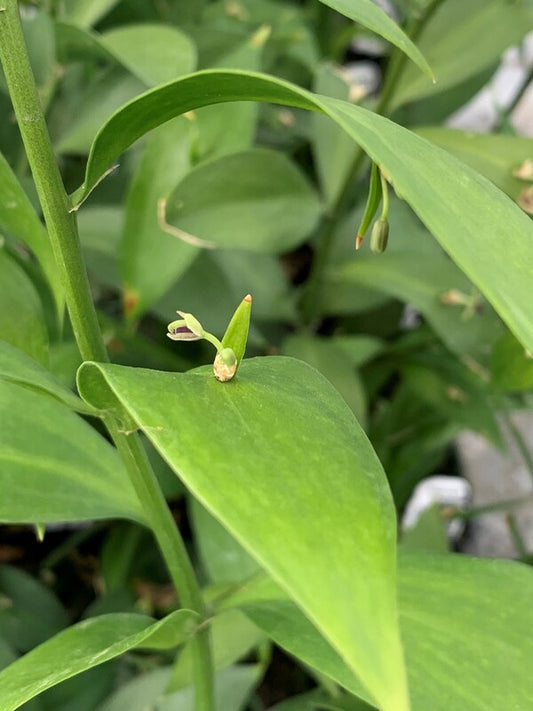 Image of Ruscus x microglossum 'Eco Gardens' taken at Juniper Level Botanic Gdn, NC by C. Hardison