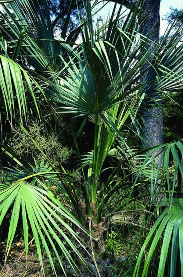 Image of Sabal 'Birmingham' taken at Jaycee Park, NC