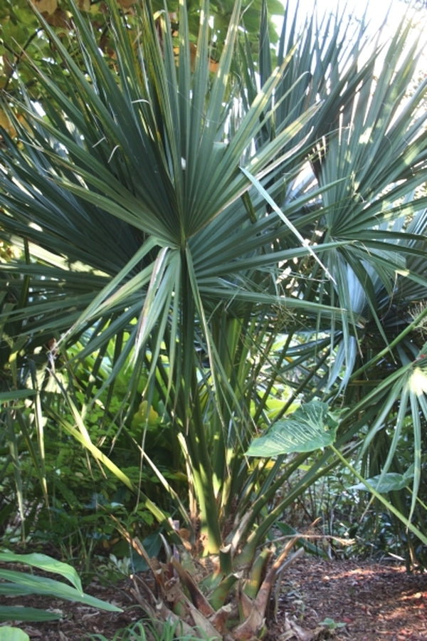 Image of Sabal 'Birmingham' taken at Juniper Level Botanic Gdn, NC by JLBG