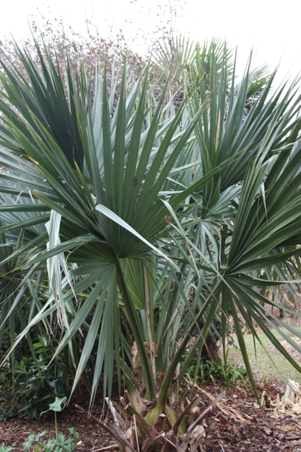 Image of Sabal 'Birmingham' taken at Juniper Level Botanic Gdn, NC by JLBG