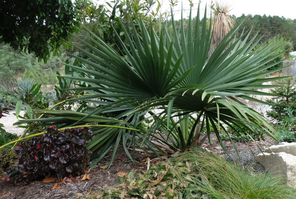 Image of Sabal x brazoriensis taken at Juniper Level Botanic Gdn, NC by JLBG