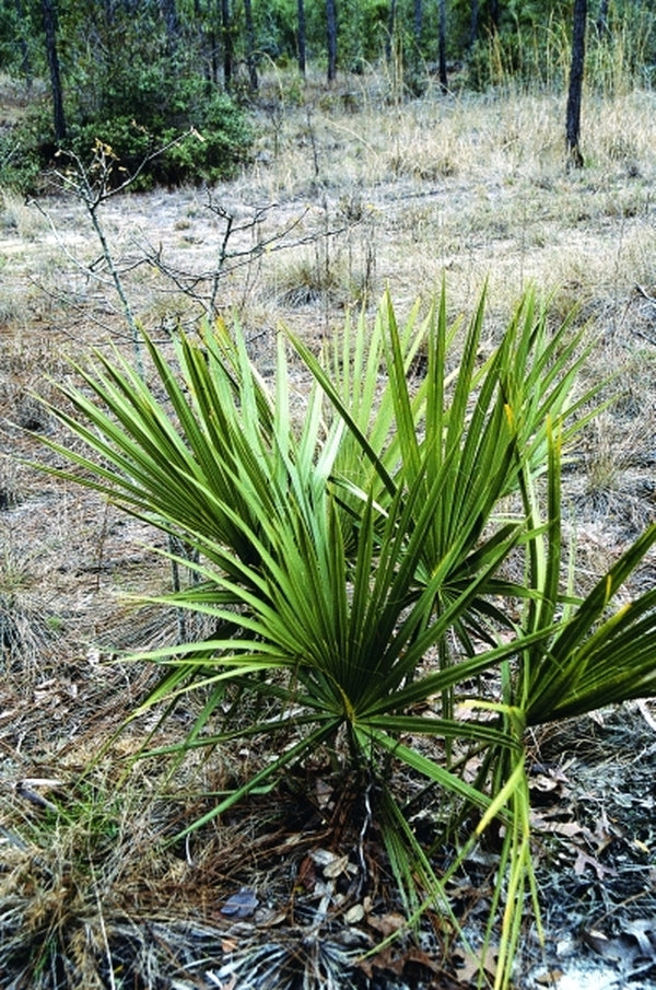 Image of Sabal etonia taken at Gold Head Branch SP, FL