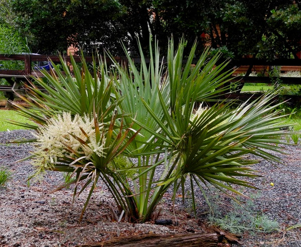 Image of Sabal etonia taken at M. Papay Gdn, NC by M.J. Papay