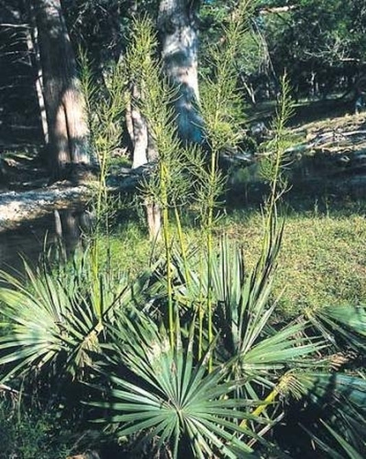 Image of Sabal minor 'Bear Creek' taken at In Situ Mosquito Creek, TX