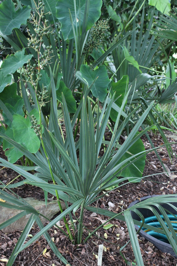 Image of Sabal minor 'Chipola Dwarf'