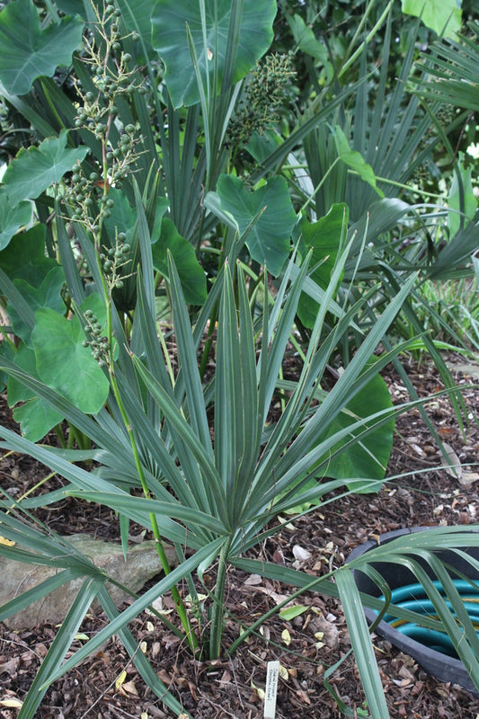 Image of Sabal minor 'Chipola Dwarf'