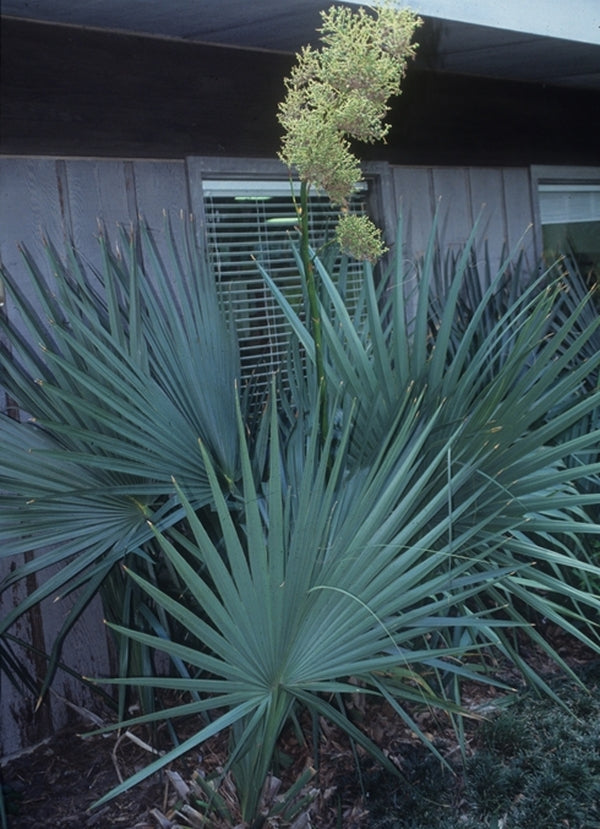 Image of Sabal minor 'Emerald Isle Giant' taken at Jaycee Park, NC