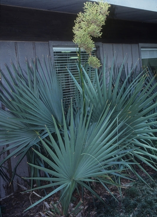 Image of Sabal minor 'Emerald Isle Giant' taken at Jaycee Park, NC