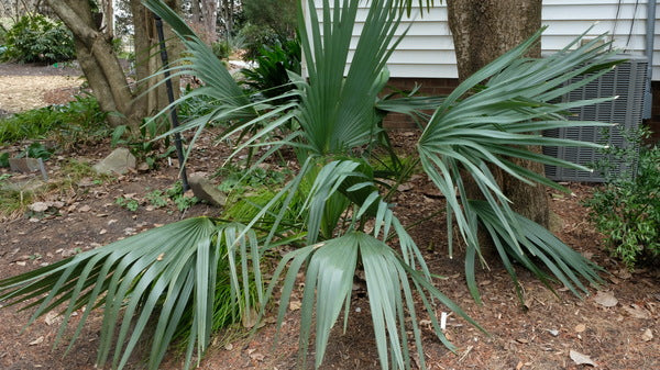 Image of Sabal minor 'Emerald Isle Giant' taken at Juniper Level Botanic Gdn, NC by JLBG