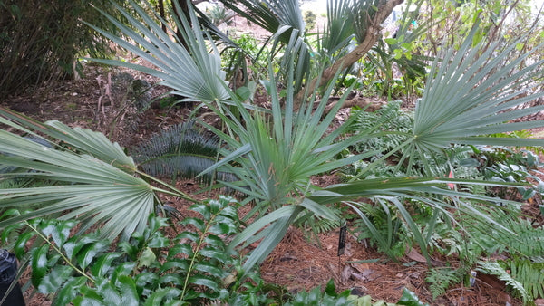 Image of Sabal minor 'Pittsview' taken at Juniper Level Botanic Gdn, NC by JLBG