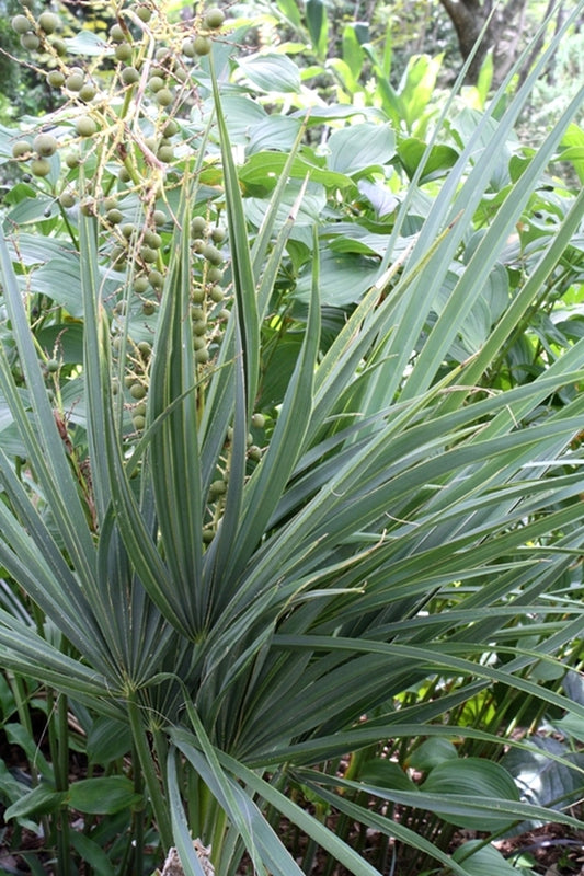 Image of Sabal minor 'Wakulla Dwarf'