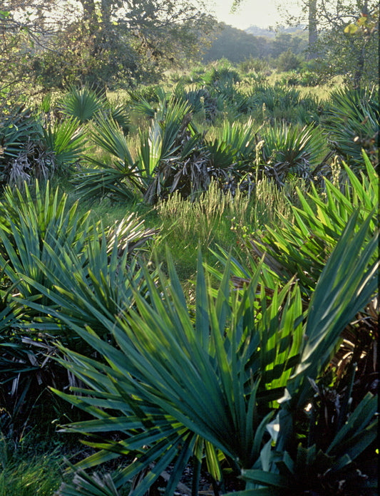 Image of Sabal minor 'Welfare' by Steve Lowe
