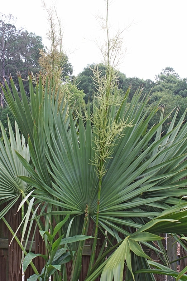Image of Sabal minor var. louisiana taken at Juniper Level Botanic Gdn, NC by JLBG