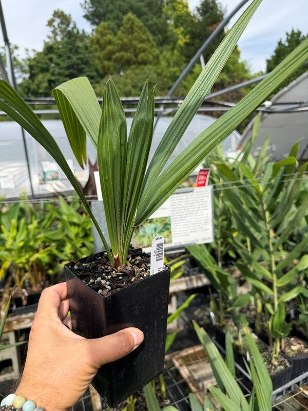 Image of Sabal minor var. louisiana taken at Juniper Level Botanic Gdn, NC by C. Hardison