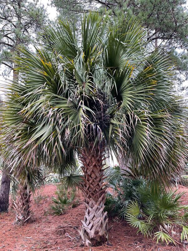 sabal palm plant Sabal palmetto Augusta