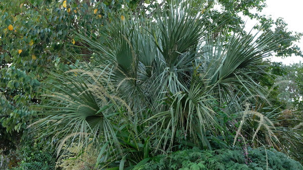 Image of Sabal palmetto 'Bald Head' taken at Juniper Level Botanic Gdn, NC by JLBG