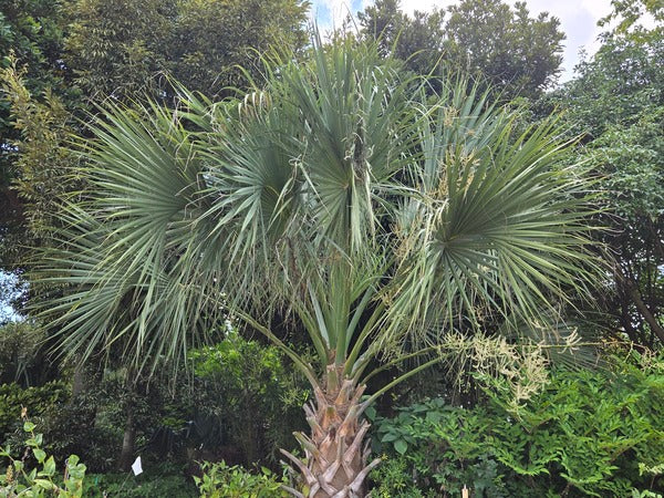Image of Sabal palmetto 'Bald Head' taken at Juniper Level Botanic Gdn, NC by JLBG