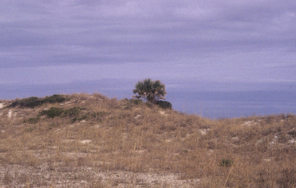 Image of Sabal palmetto 'Bald Head' taken at Bald Head Island, NC