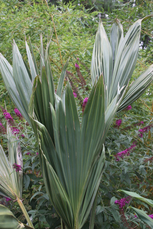 Image of Sabal palmetto 'Lisa' taken at Kluchar Gdn by JLBG