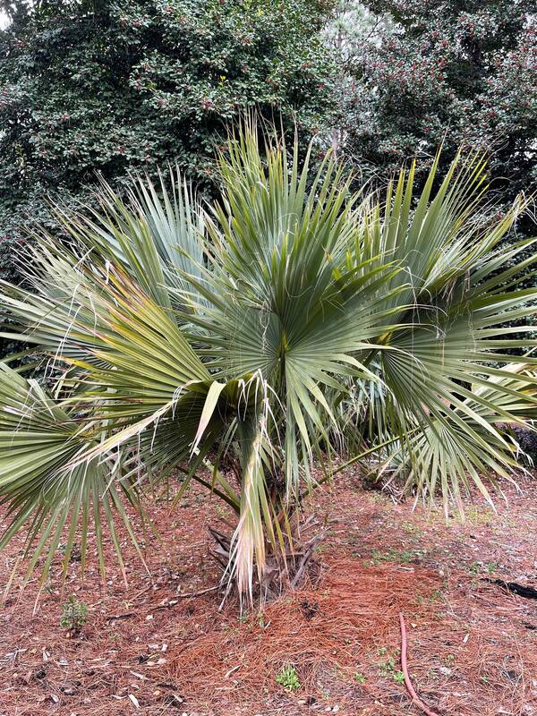 Image of Sabal rosei 'Augusta Rose' taken at Augusta, GA by J. LeVert