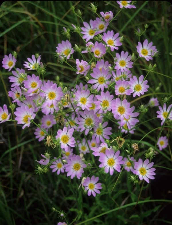 Image of Sabatia kennedyana 'Juniper Creek' taken at in Situ, Bolivia, NC