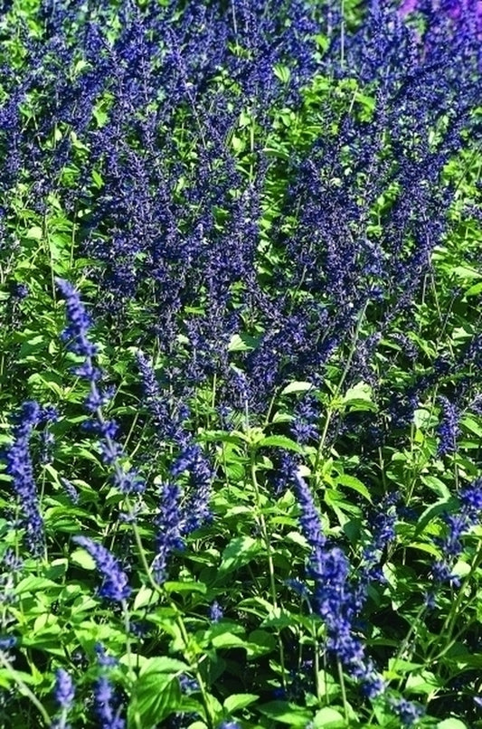 Image of Salvia 'Indigo Spires' taken at Longwood Gdns, PA