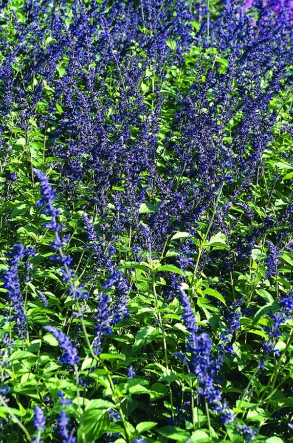 Image of Salvia 'Indigo Spires' taken at Longwood Gdns, PA