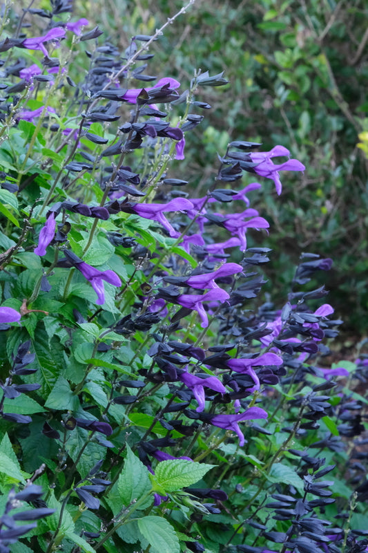 Image of Salvia 'Rockin' ® Deep Purple' PP 30,206 taken at Juniper Level Botanic Gdn, NC by JLBG