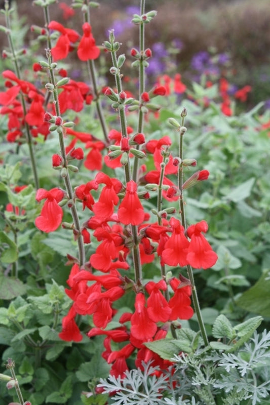 Image of Salvia 'Silke's Dream' taken at Juniper Level Botanic Gdn, NC by JLBG