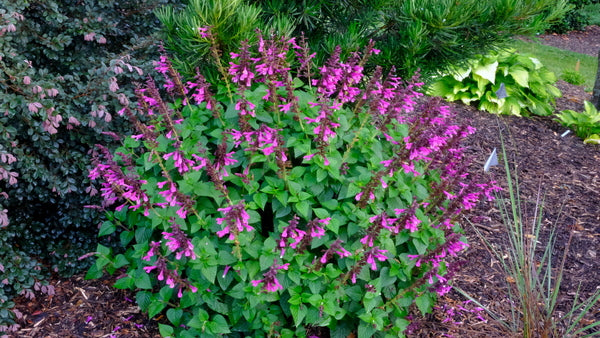 Image of Salvia 'Unplugged Pink' PP 34,160 taken at Juniper Level Botanic Gdn, NC by JLBG