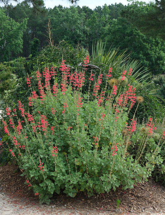 Image of Salvia darcyi 'Presidio' taken at Juniper Level Botanic Gdn, NC by JLBG
